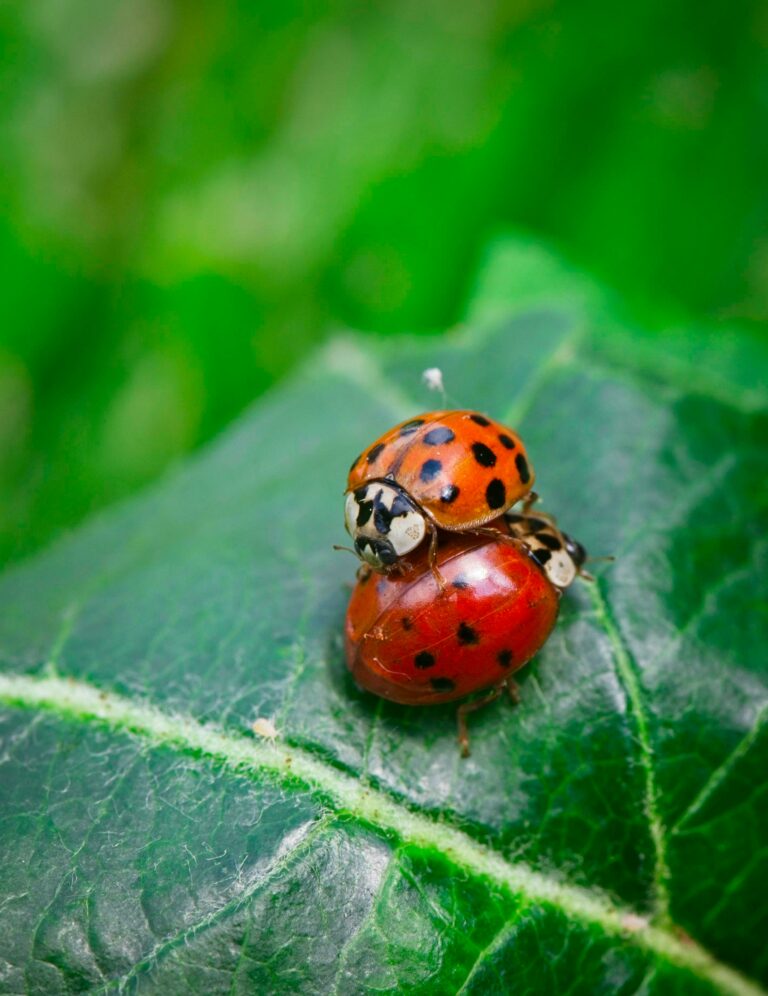 Asian Lady Beetles Pest Control Consultants