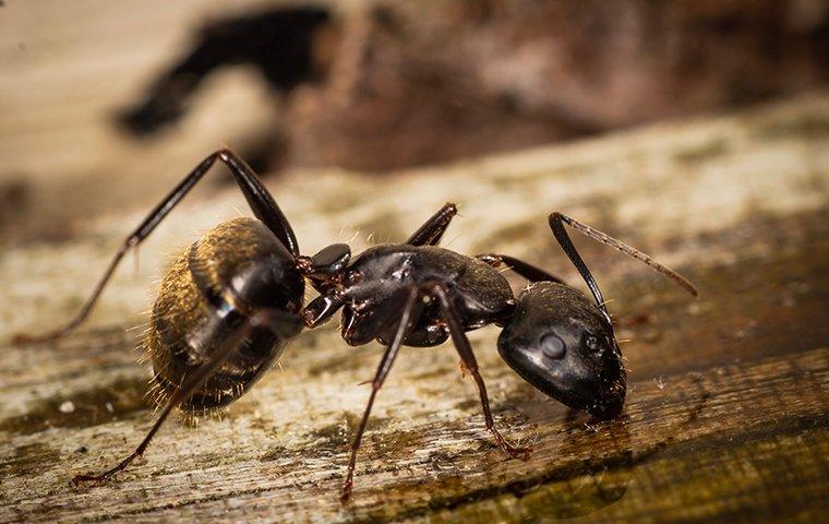 a-big-carpenter-ant-on-a-board