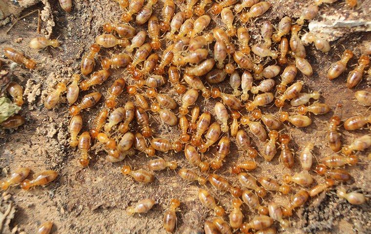 a-swarm-of-termites-on-the-ground-1