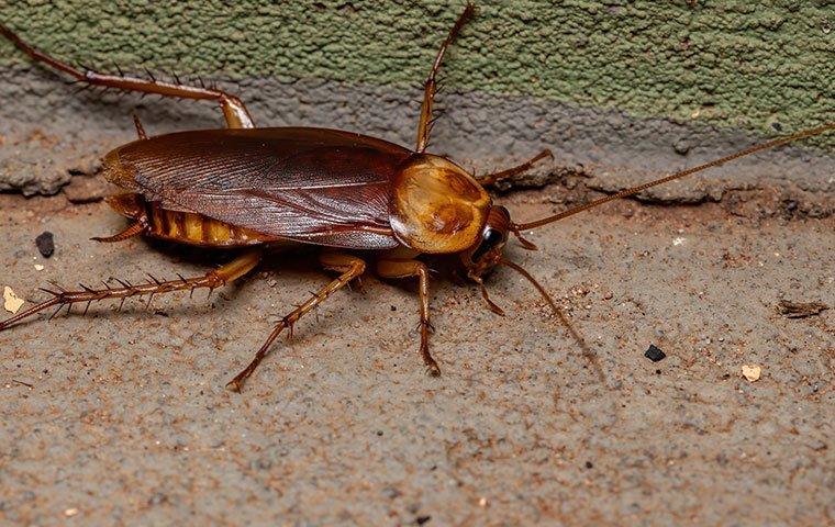 american-cockroach-along-a-basement-wall