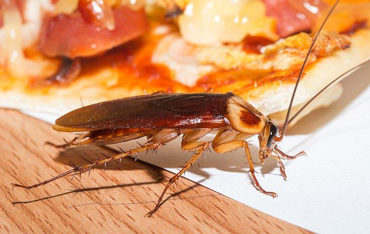 american-cockroach-crawling-on-food-in-a-kitchen