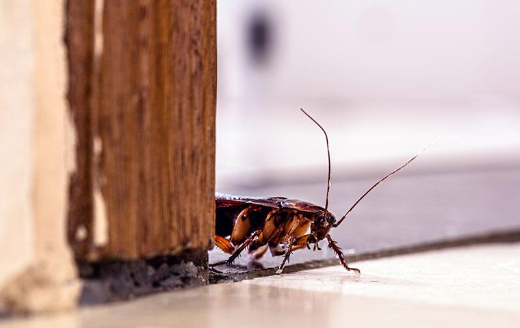 american-cockroach-near-a-door-jam