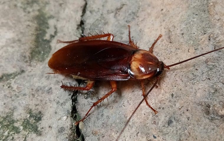 american-cockroach-on-a-cement-floor