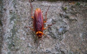 oriental cockroaches midwest