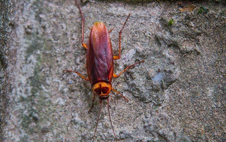 american-cockroach-on-a-foundaion-of-a-home