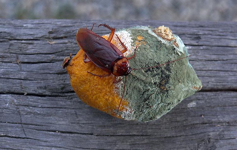 american-cockroach-on-a-moldy-orange