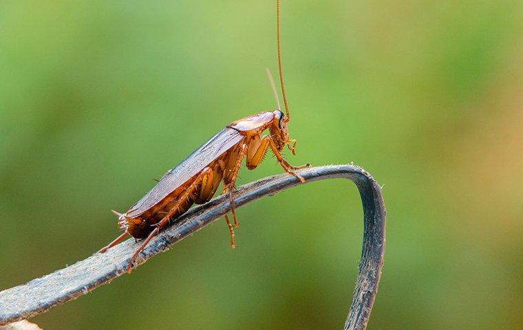 american-cockroach-on-a-piece-of-plastic