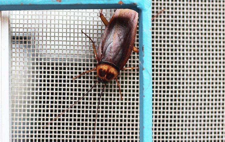 american-cockroach-on-a-window-screen