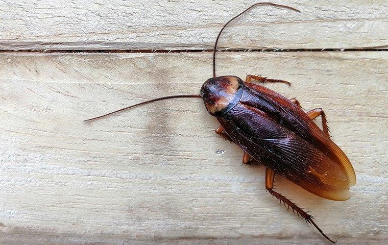 american-cockroach-on-a-wood-table