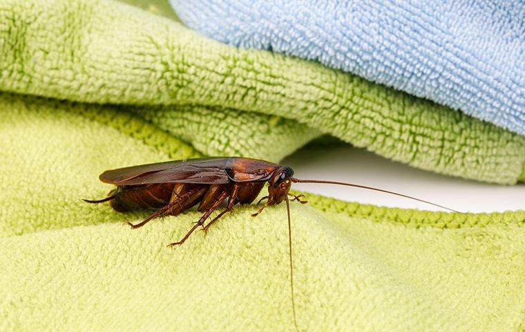 american-cockroach-on-towels-in-a-bathroom