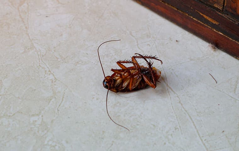 american-cockroach-upside-down-on-a-kitchen-floor