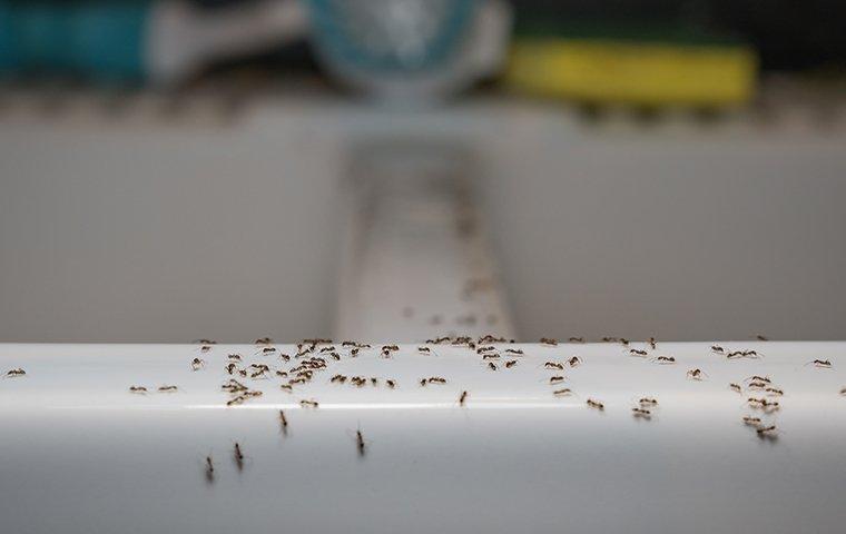 ant-infestation-in-the-kitchen-sink