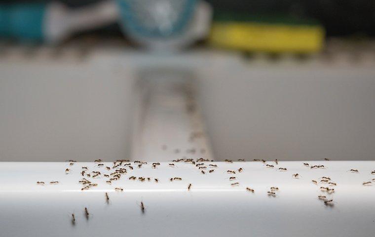 ants-crawling-in-kitchen-8