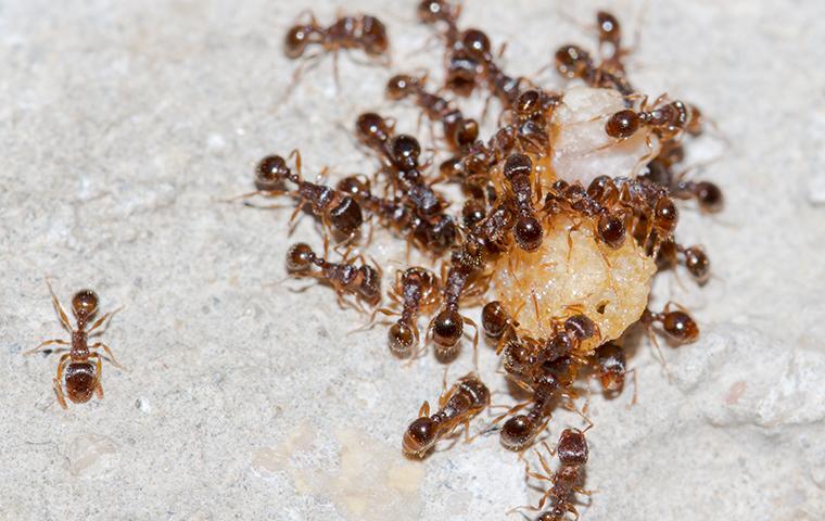 ants-eating-cake-in-the-kitchen