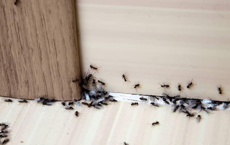 ants-invading-home