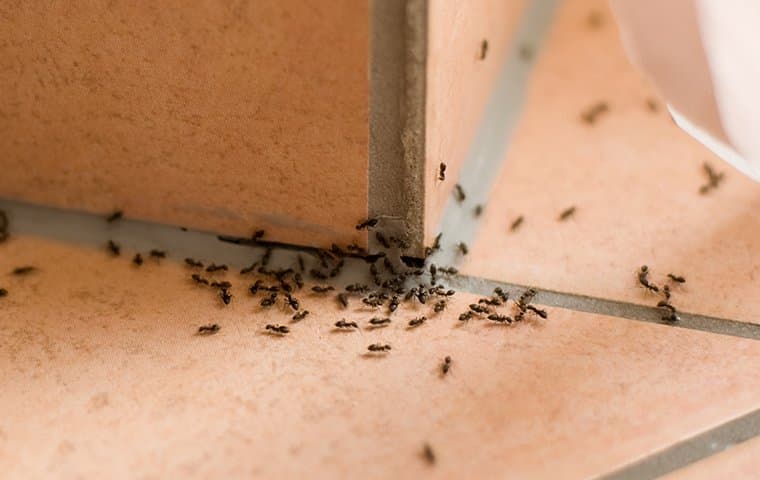 ants-on-a-kitchen-sink