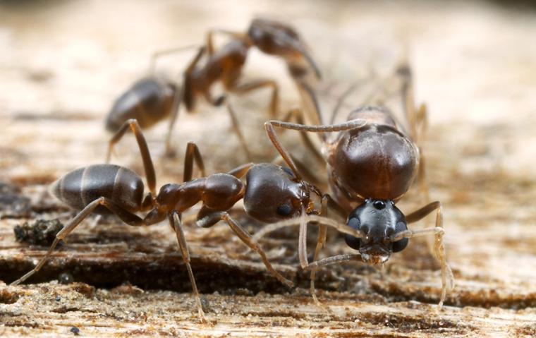 argentine-ants