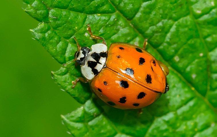 asian-lady-beetle-on-leaf-2