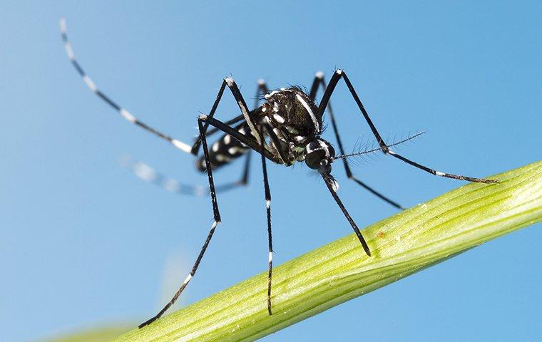 asian-tiger-mosquito-on-leaf