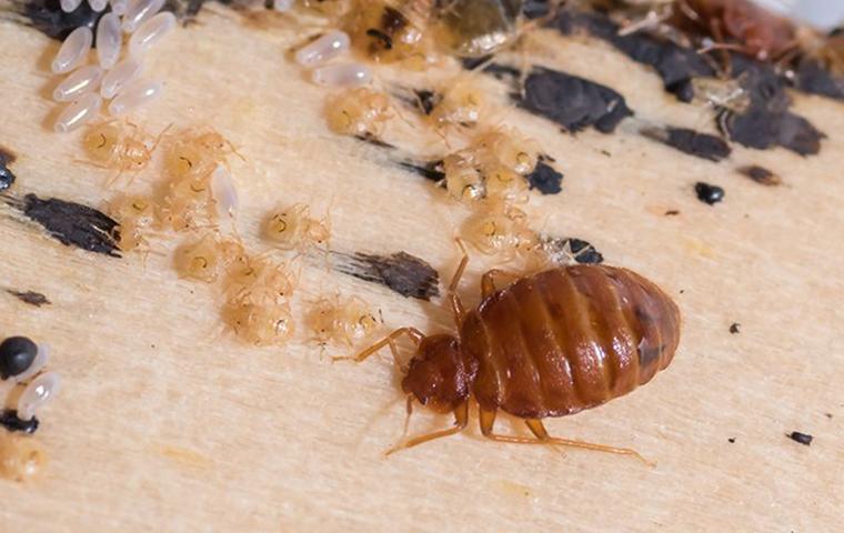 bed-bug-and-larvae-placerville