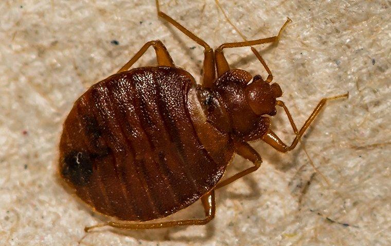 bed-bug-crawling-on-bedroom-furniture