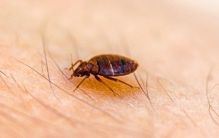 bed-bug-crawling-on-skin-biting