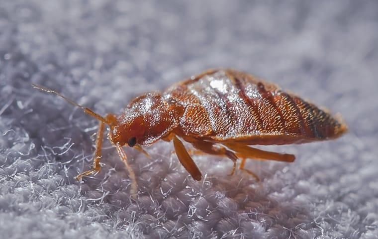 bed-bug-greenville