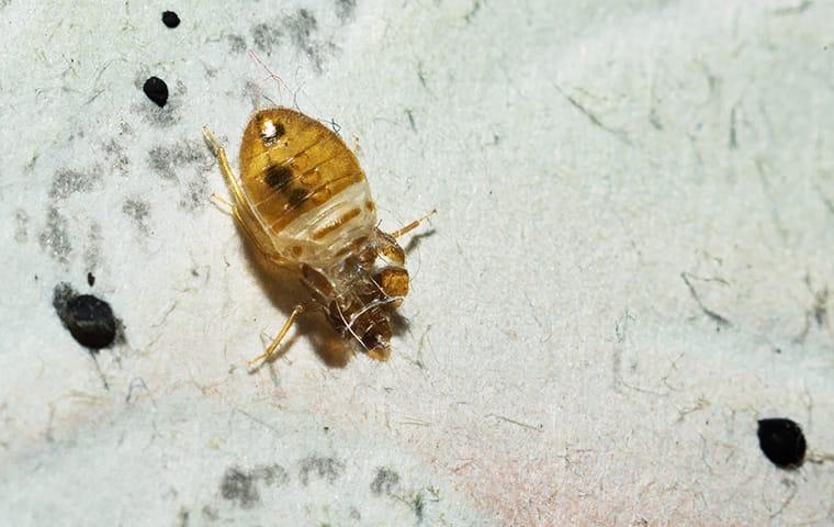 bed-bug-infestation-on-sheets