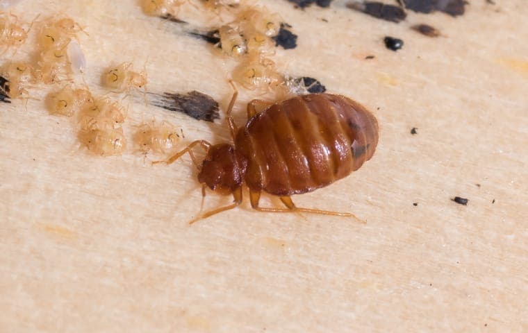 bed-bug-on-bed-headboard-2