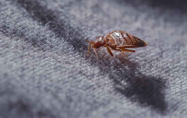 St. Charles Bed Bugs