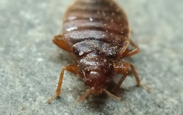 bed-bug-on-furniture-2