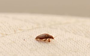 bed-bug-on-mattress-2