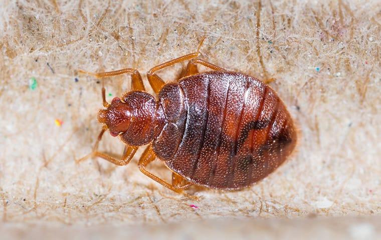 bed-bug-on-mattress