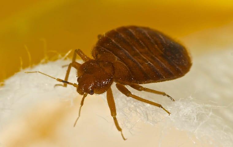 bed-bug-on-sheets-in-sycamore