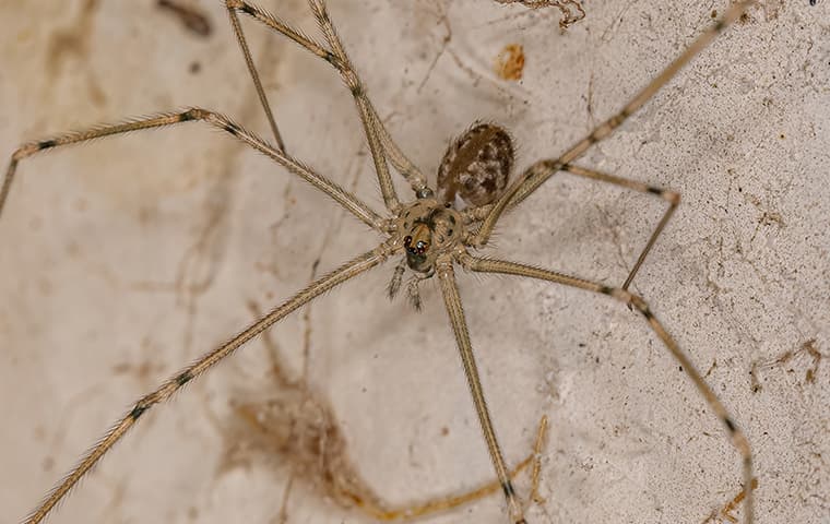 big-cellar-spider-in-a-corner