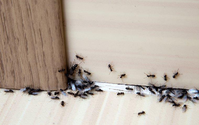 black-ants-crawling-inside-home-2