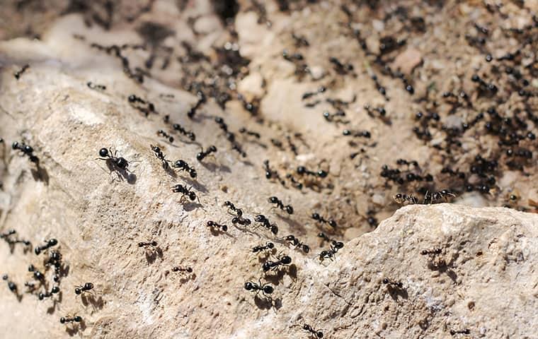 black-ants-in-orange-county