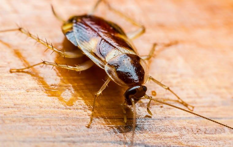 brown-banded-cockroach