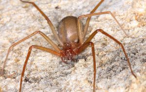 how to keep brown recluse spider away