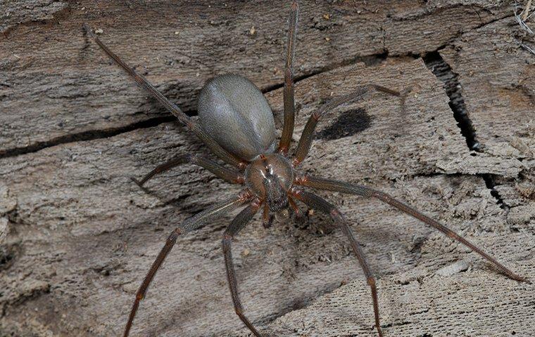 brown-recluse-spider-getting-into-house