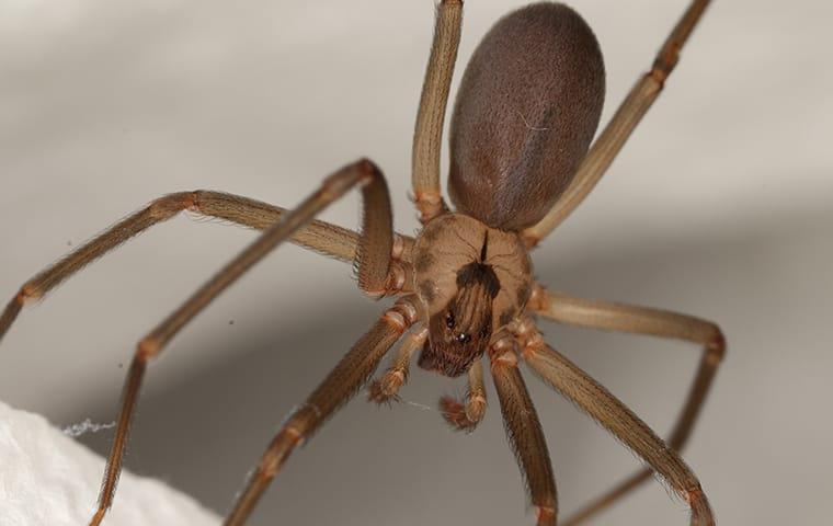 brown-recluse-spider-hanging-in-web