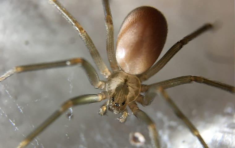 brown-recluse-spider-in-web