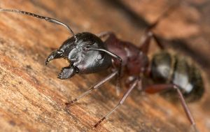 carpenter ant-free home