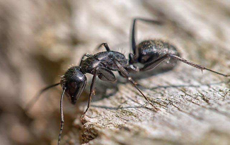 carpenter-ant-crawling-on-wood-7