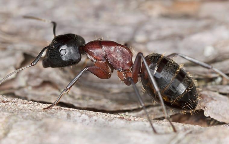 carpenter-ant-in-detroit