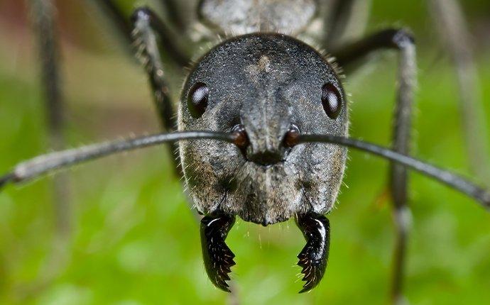 carpenter-ant-jaws