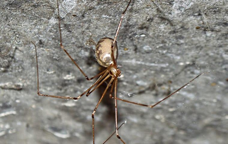 cellar-spider