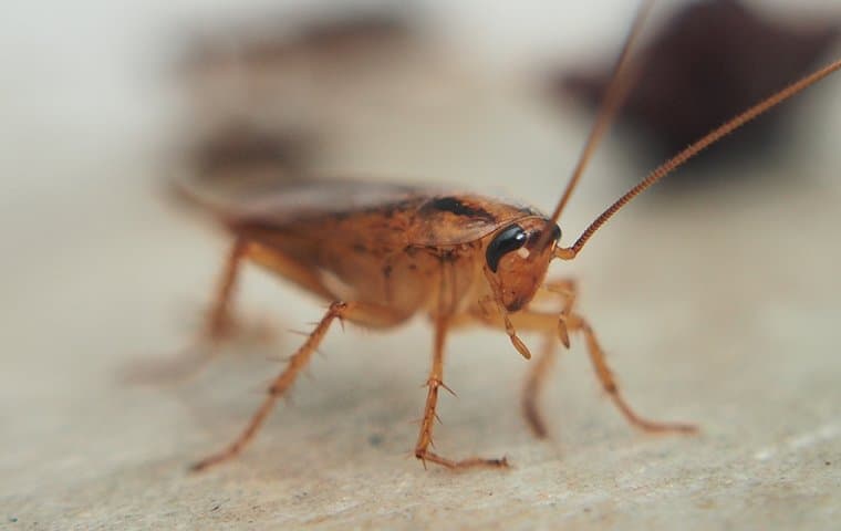 cockroach-in-the-kitchen-2