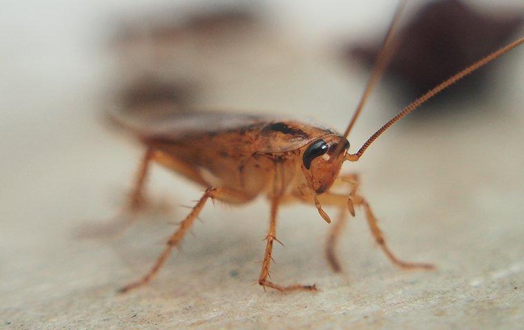 cockroach-in-the-kitchen