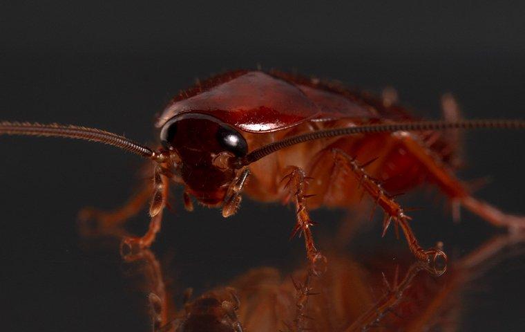 cockroach-on-glass